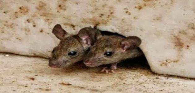 طريقة القضاء على الفئران في المنزل
