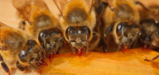 فوائد قرص النحل لمرضى السكر