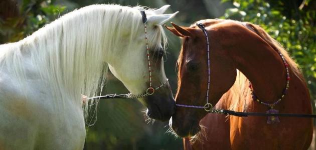 أجمل الخيول العربية الأصيلة