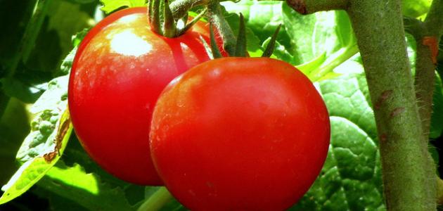 لماذا تعتبر الطماطم من الفواكه