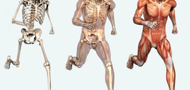 ما هو عدد العظام الموجودة في جسم الإنسان