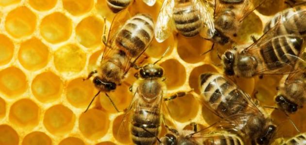 معلومات عن عالم النحل