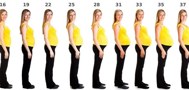 مراحل تطور الحمل