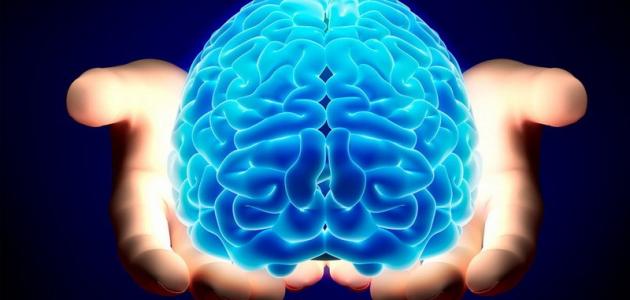 دور المخ البشري في عملية تطوير التعلم