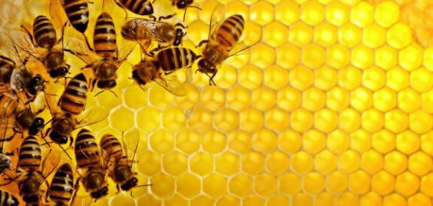 مقالة علمية عن النحل