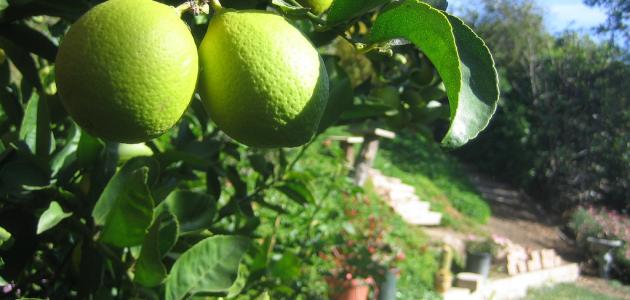 كيف تزرع شجرة الليمون