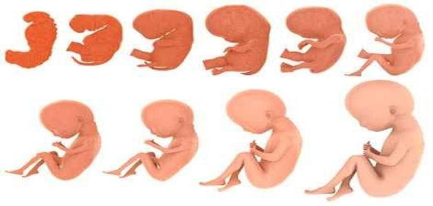 معلومات عن مراحل تكوين الجنين
