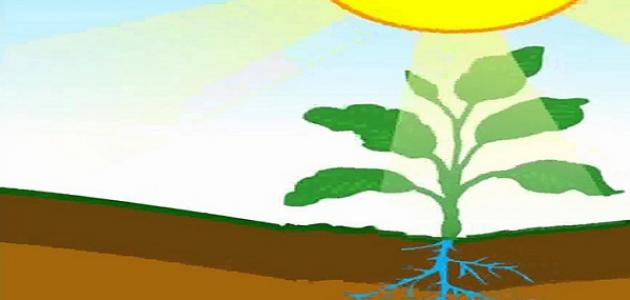 كيف تستخدم النباتات والحيوانات الطاقة الشمسية