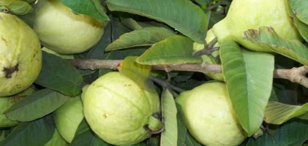 ما فائدة ورق الجوافة