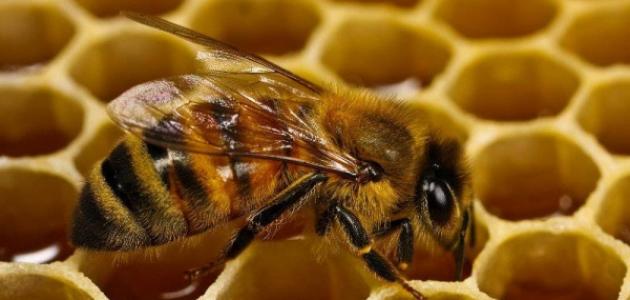 بحث عن فوائد النحل