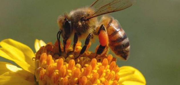 فوائد سم النحل للعقم