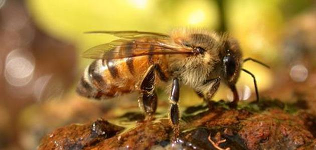 معلومات عن فوائد النحل