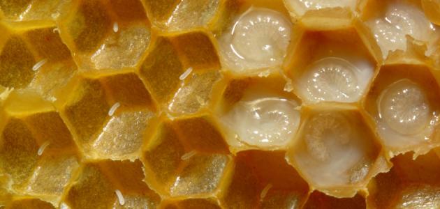 فوائد غذاء ملكات النحل للبشرة والشعر