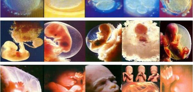 مراحل نمو الجنين من أول يوم