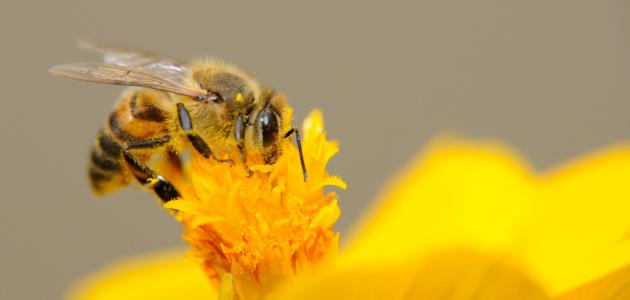 كيف تتنفس النحلة