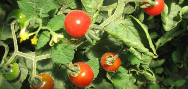 كيف يتم زراعة الطماطم