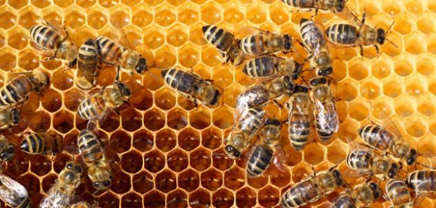 ما هي لغة التخاطب عند النحل