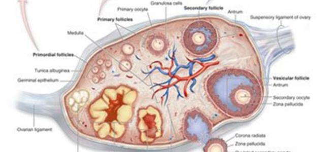 ما هو علاج تكيس المبايض