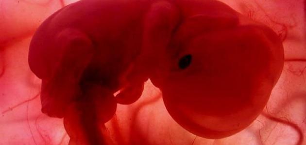مراحل تكوين الجنين في الشهر الثاني
