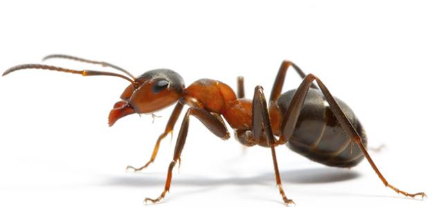 كيف أقضي على النمل نهائياً