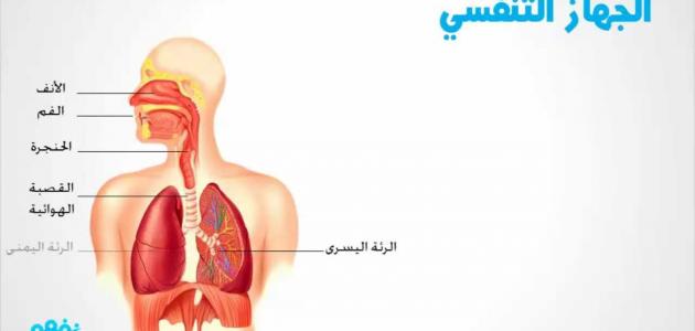مقال علمي عن جهاز التنفس