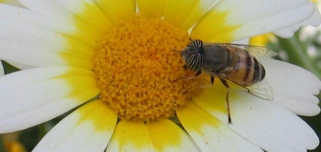 كيف تمتص النحلة الرحيق