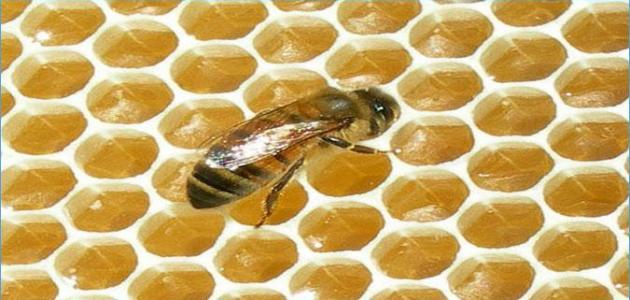 طريقة التخلص من خلية النحل