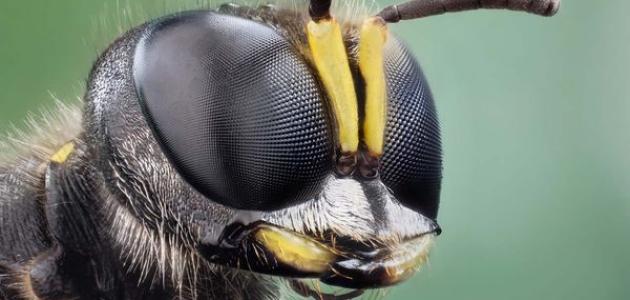 كم عدد عيون النحلة