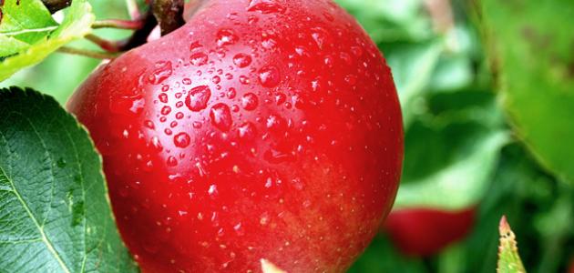 فوائد التفاح للشعر والبشرة
