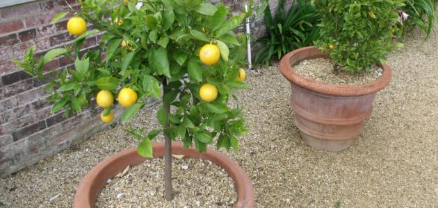 كيف يزرع الليمون في المنزل