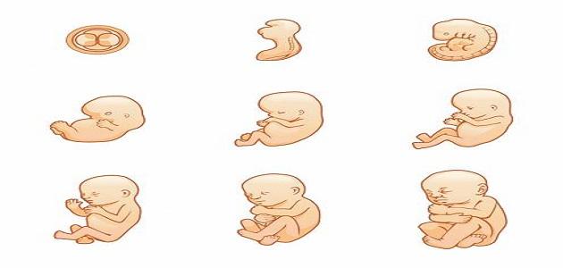 مراحل تطور نمو الجنين