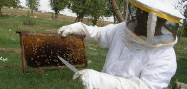 تربية نحل العسل
