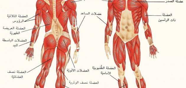 عدد عضلات الجسم