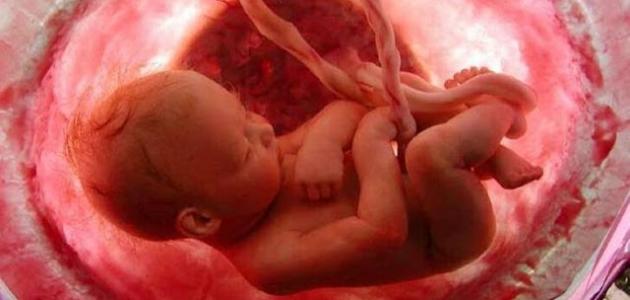 كيف ينمو الجنين في بطن أمه