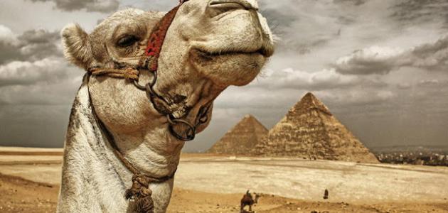 السفر إلى مصر