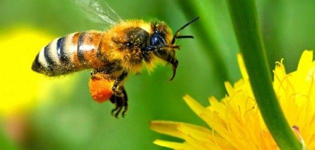 تقرير عن النحل