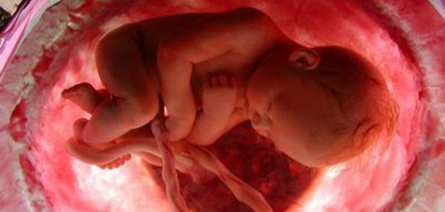 مراحل نمو الجنين في رحم الأم