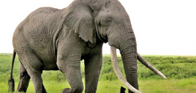 معلومات عن حيوان الفيل