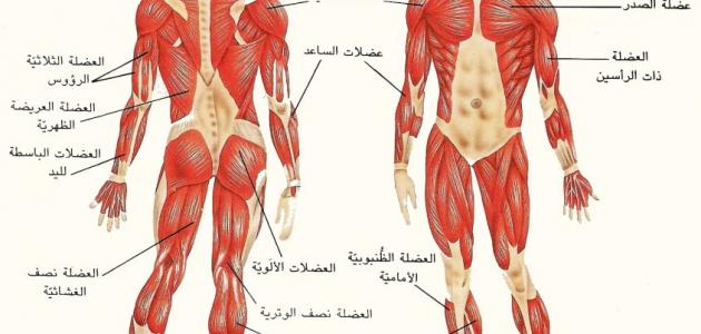 ما هو عدد عضلات جسم الإنسان