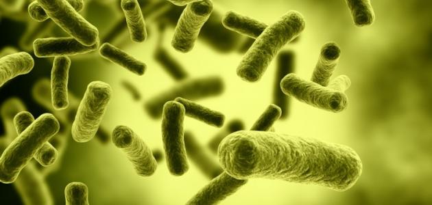 ما أهمية دور البكتيريا النافعة