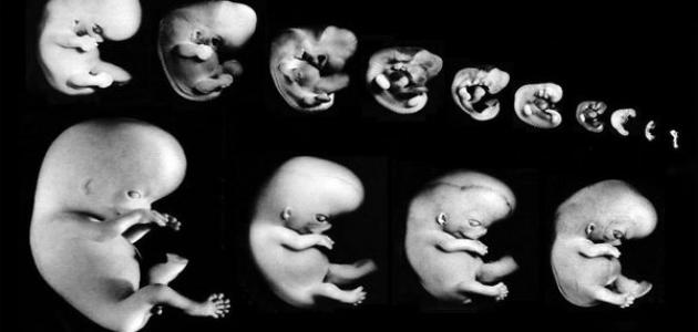 مراحل تطور الجنين في الشهر الثالث