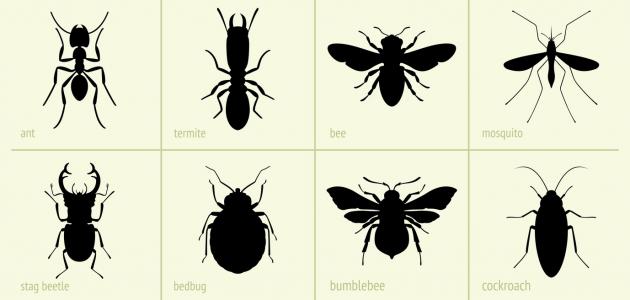 ما هي الحشرات