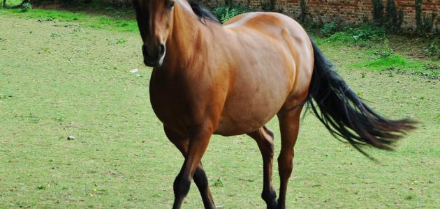 تربية الخيول في البلاد التونسية