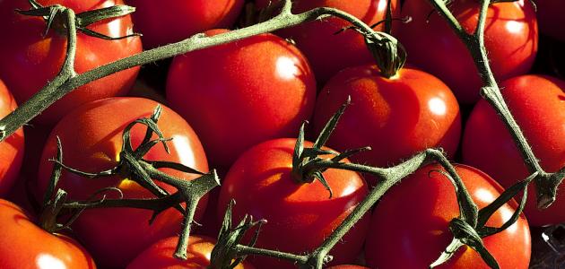 طريقة زراعة طماطم