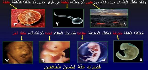 مراحل خلق الإنسان في القرآن الكريم