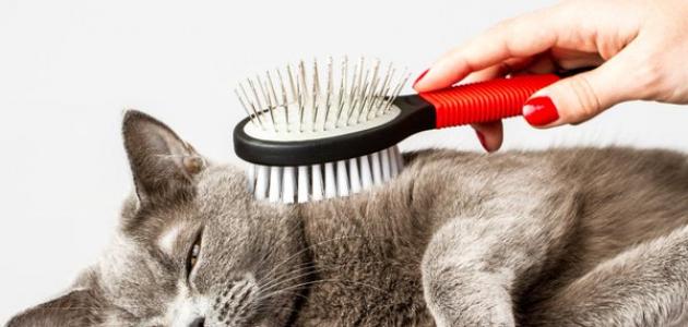 أسباب تساقط شعر القطط