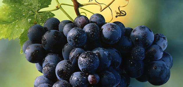 فوائد عصير العنب الأسود
