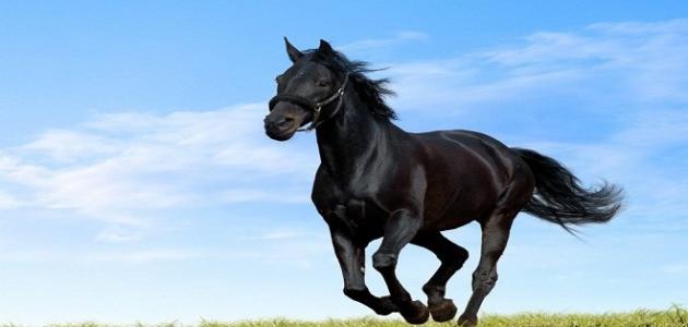 أنواع الحصان العربي الأصيل
