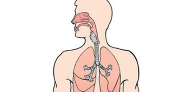 كيف نحافظ على سلامة الجهاز التنفسي