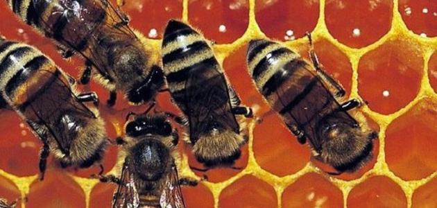 الاسود عسل غذاء الملكات فوائد عسل